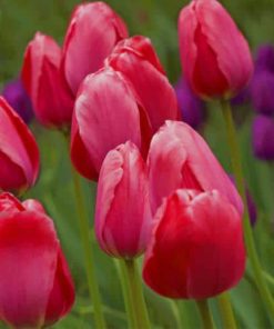 Group Of Red Tulips paint by numbers