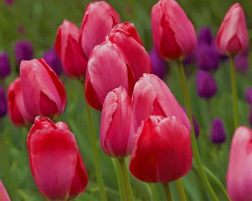 Group Of Red Tulips paint by numbers