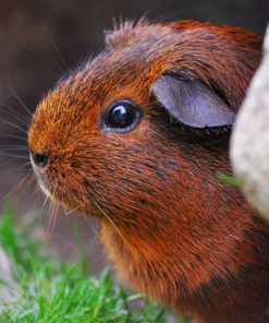 Guinea Pig Rodent Cute Eyes Fur paint by numbers