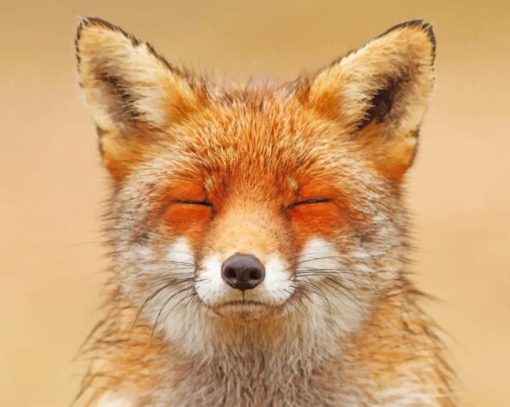 Happy Fox paint by numbers