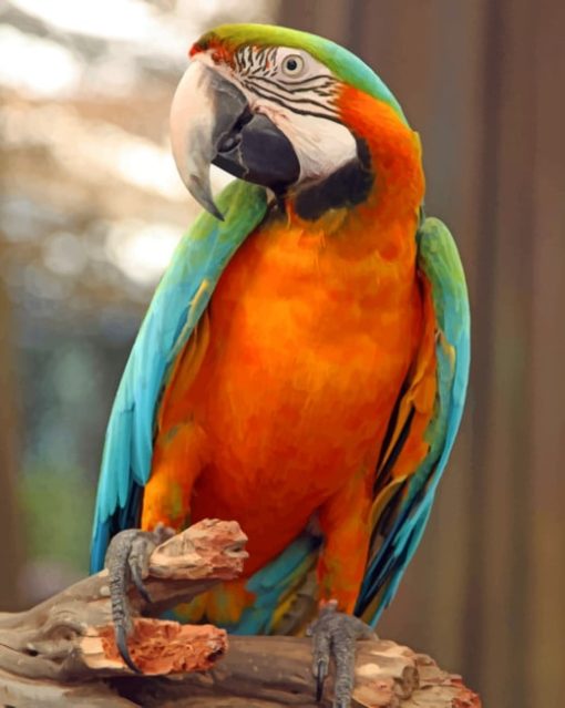 Harlequin Macaw Bird paint by numbers