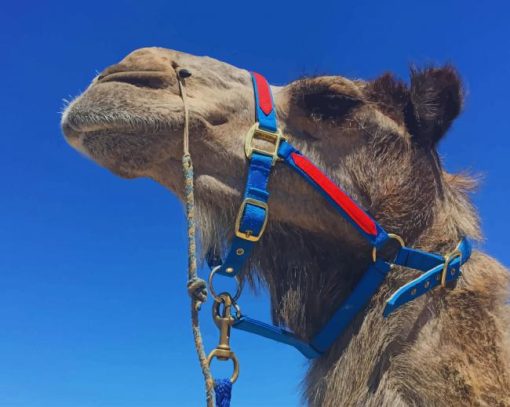 Haughty Camel In A Blue And Red Harness Under Blue Skies paint by numbers