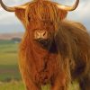 Highlander Cow paint by numbers