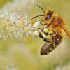 Honey Bee Insect On White Tulips paint by numbers