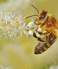 Honey Bee Insect On White Tulips paint by numbers