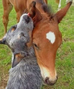 Horse And Dog paint by numbers