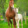 Horse And Foal paint by numbers