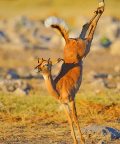 Impala Jumping paint by numbers