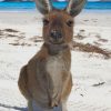 kangaroo In The Beach paint by numbers