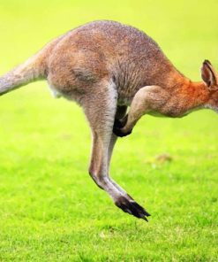 Kangaroo In Green Grass paint by numbers