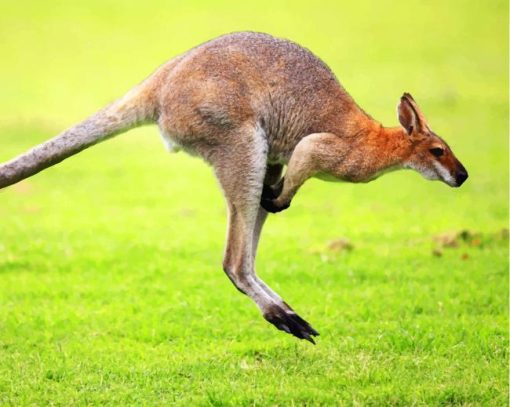 Kangaroo In Green Grass paint by numbers