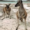 kangaroos In The Beach paint by numbers