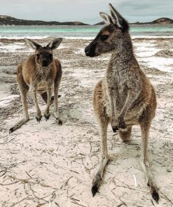 kangaroos In The Beach paint by numbers