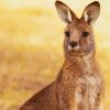 Kangaroo Marsupial Mammal Australia paint by numbers