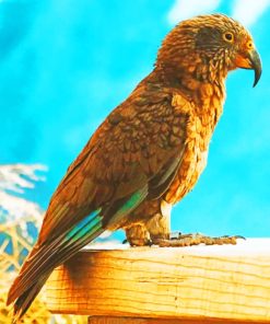 Kea Parrot Bird paint by numbers