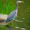 kingfisher Bird paint by numbers