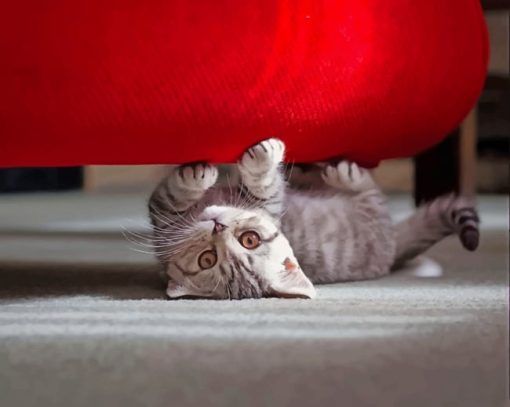 Kitten Playing Under Red Sofa paint by numbers