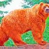 Kodiak Bear Animal paint by numbers