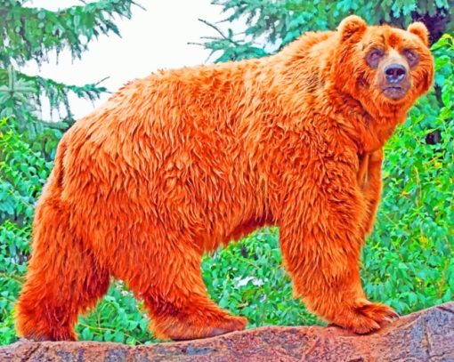 Kodiak Bear Animal paint by numbers