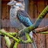 kookaburra On Tree paint by numbers