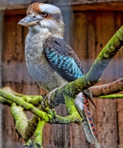 kookaburra On Tree paint by numbers