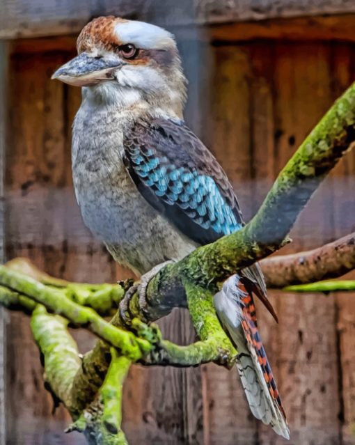 kookaburra On Tree paint by numbers