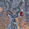 kudu Animal paint by numbers