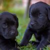 Labrador Dog Puppies paint by numbers