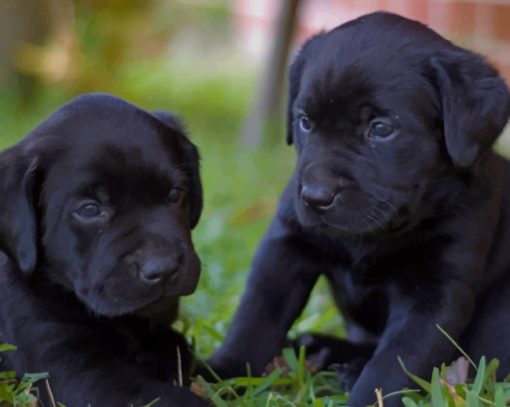 Labrador Dog Puppies paint by numbers