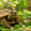 Land Turtle In Garden paint by numbers