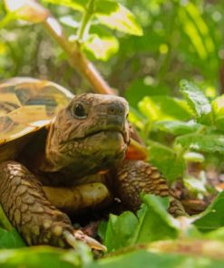 Land Turtle In Garden paint by numbers