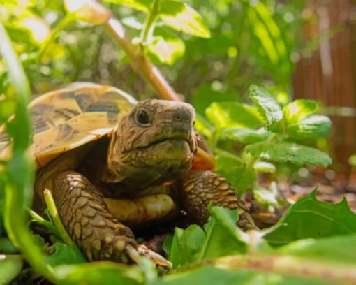 Land Turtle In Garden paint by numbers