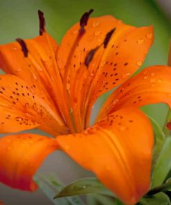 Lily Plant Orange Flower paint by numbers