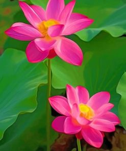 Lotus Flowers paint by numbers