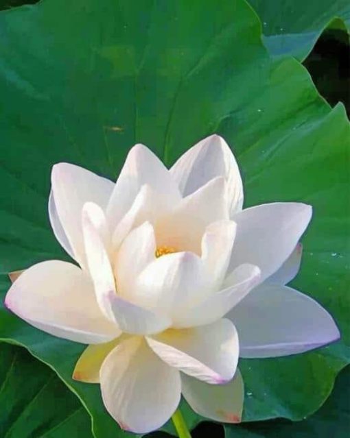 Lotus White Flower paint by numbers