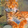 Orange Lynx Cat paint by numbers