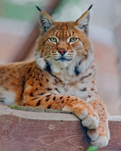 Lynx Cat Withgreen paint by numbers