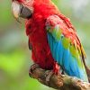 Macaw Parrot Bird paint by numbers