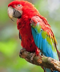 Macaw Parrot Bird paint by numbers