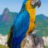 Macaw Parrot Bird paint by numbers