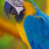 Macaw Parrot paint by numbers