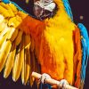 Macaw Parrot paint by numbers