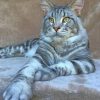 Maine Coon Cat paint by numbers