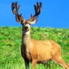 Male Deer In Grass Field paint by numbers