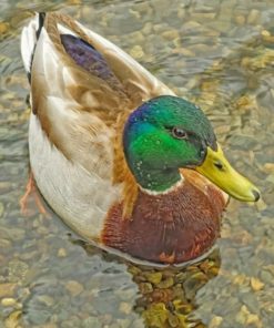 Mallard Duck In River paint by numbers paint by numbers