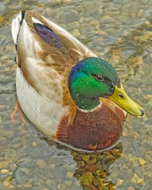 Mallard Duck In River paint by numbers paint by numbers