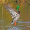 Mallard Flying paint by numbers