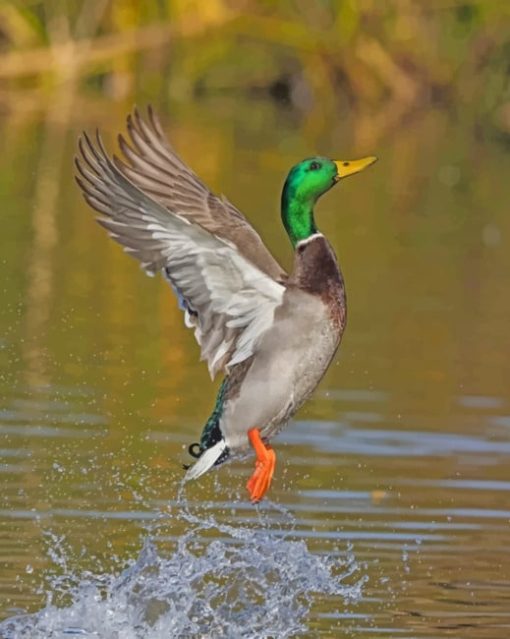 Mallard Flying paint by numbers