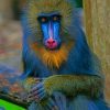 Mandrill Monkey paint by numbers