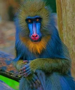 Mandrill Monkey paint by numbers